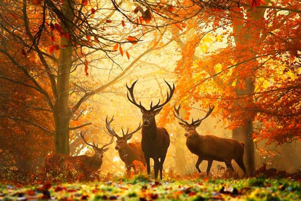 Résultats du concours Faune et Flore