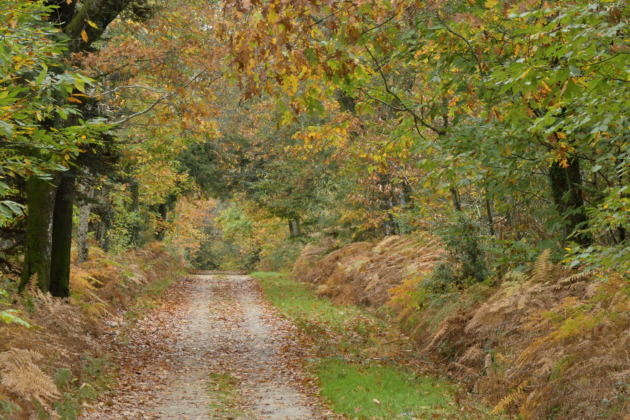 Les COULEURS de L' Automne, en foret