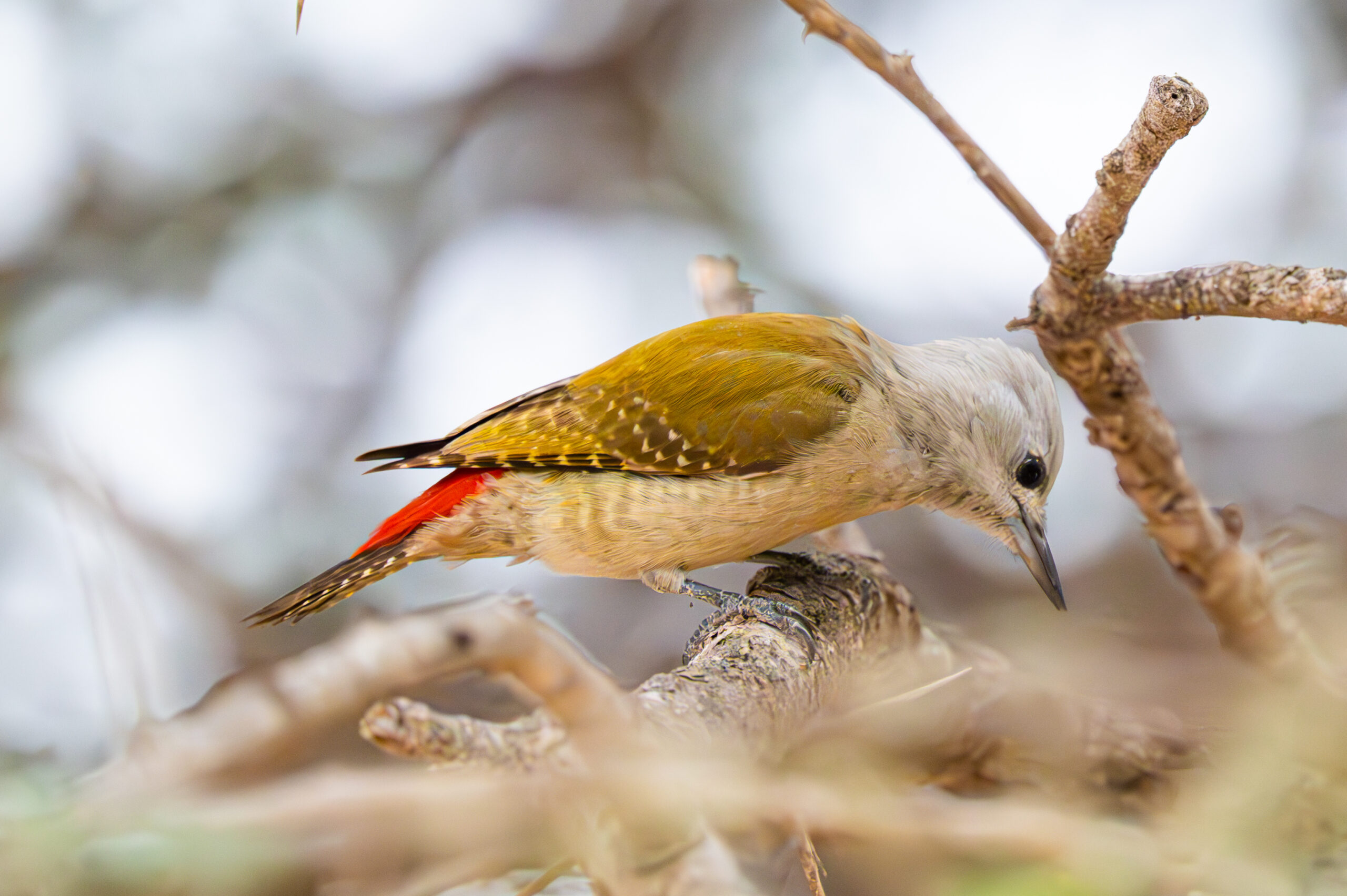 Album photo Oiseaux