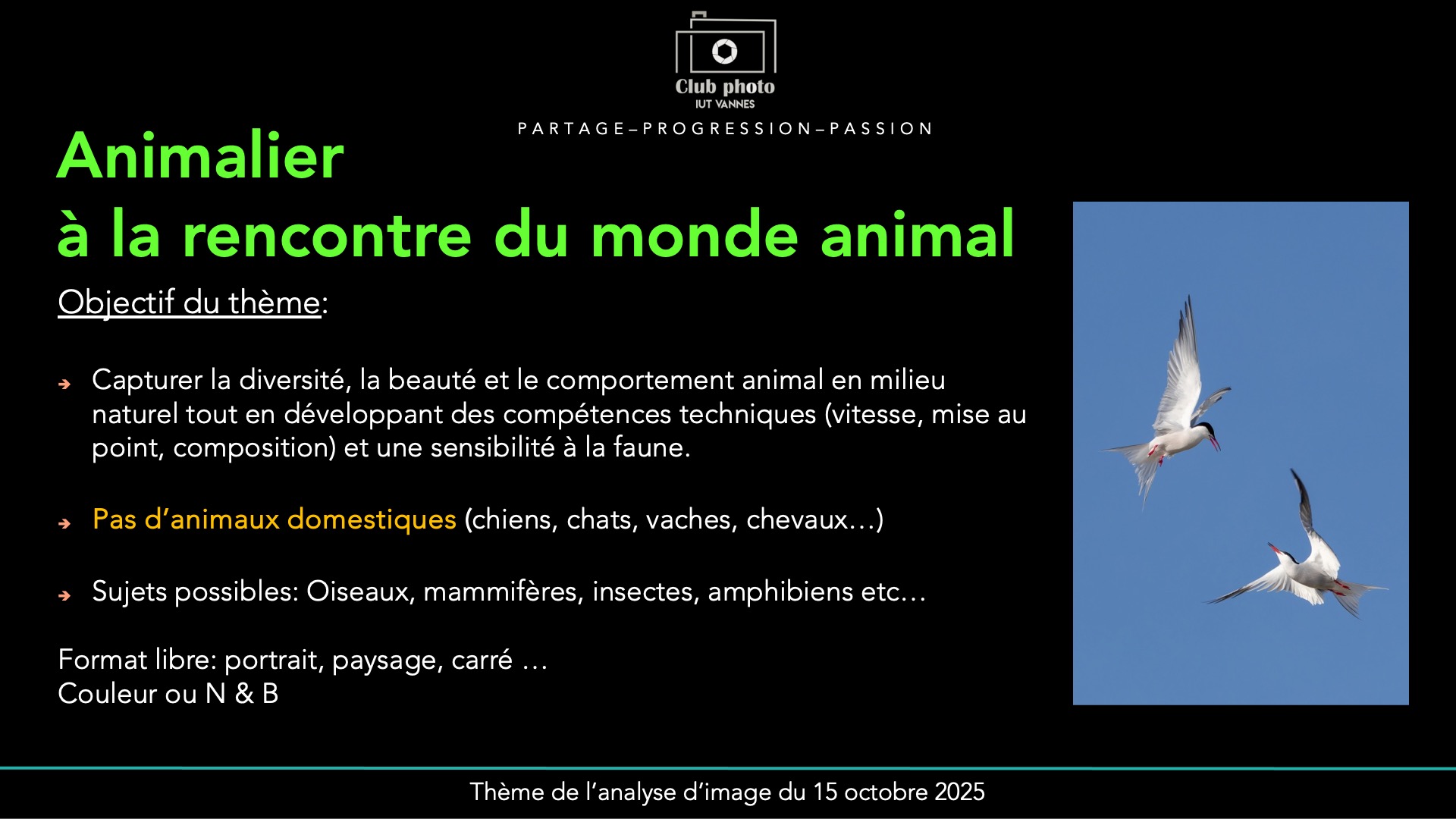 Animalier - à la rencontre du monde animal