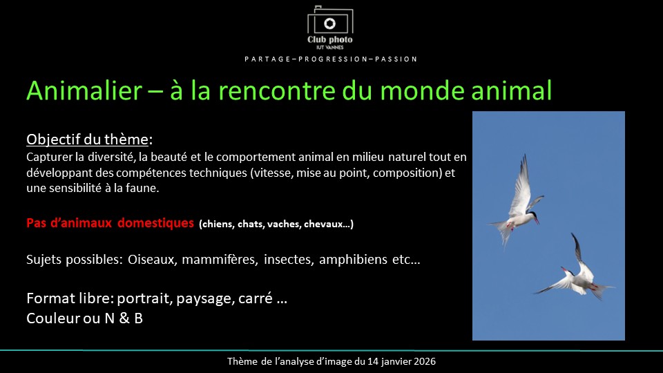 Animalier - à la rencontre du monde animal