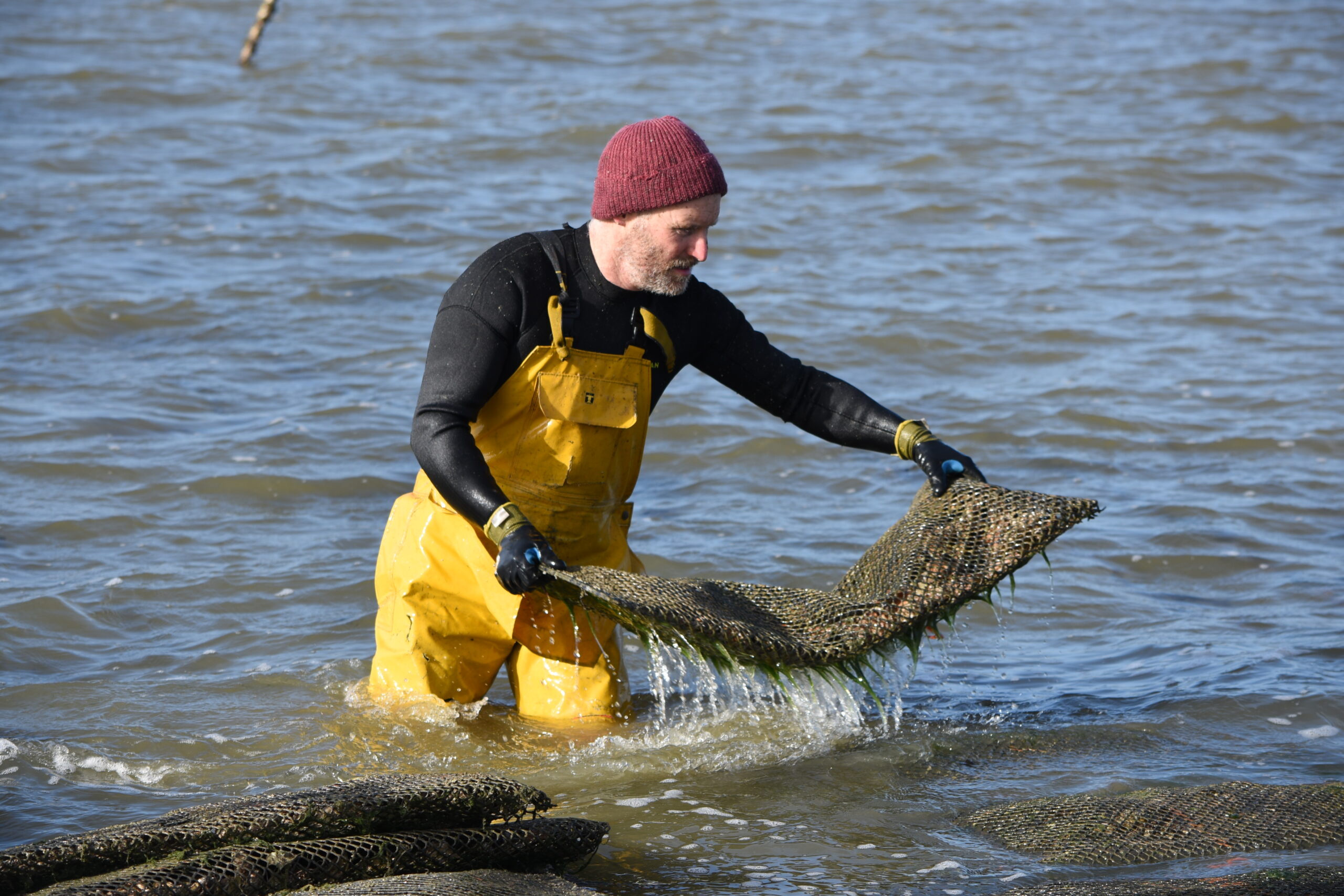 L'ostréiculture dans le Morbihan