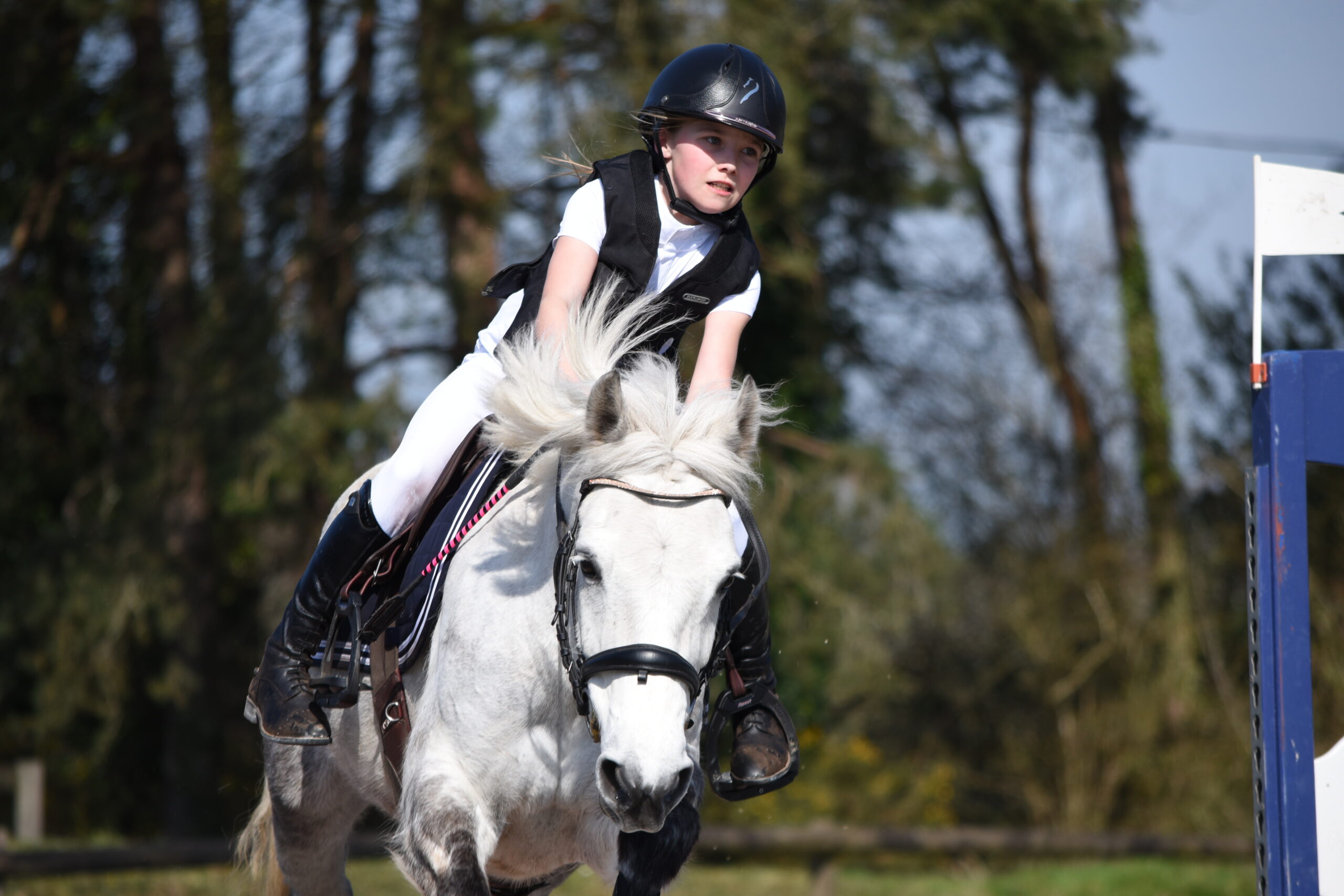 Concours Hippiques sauts d'obstacles Centre équestre de Kerbotin à St Avé