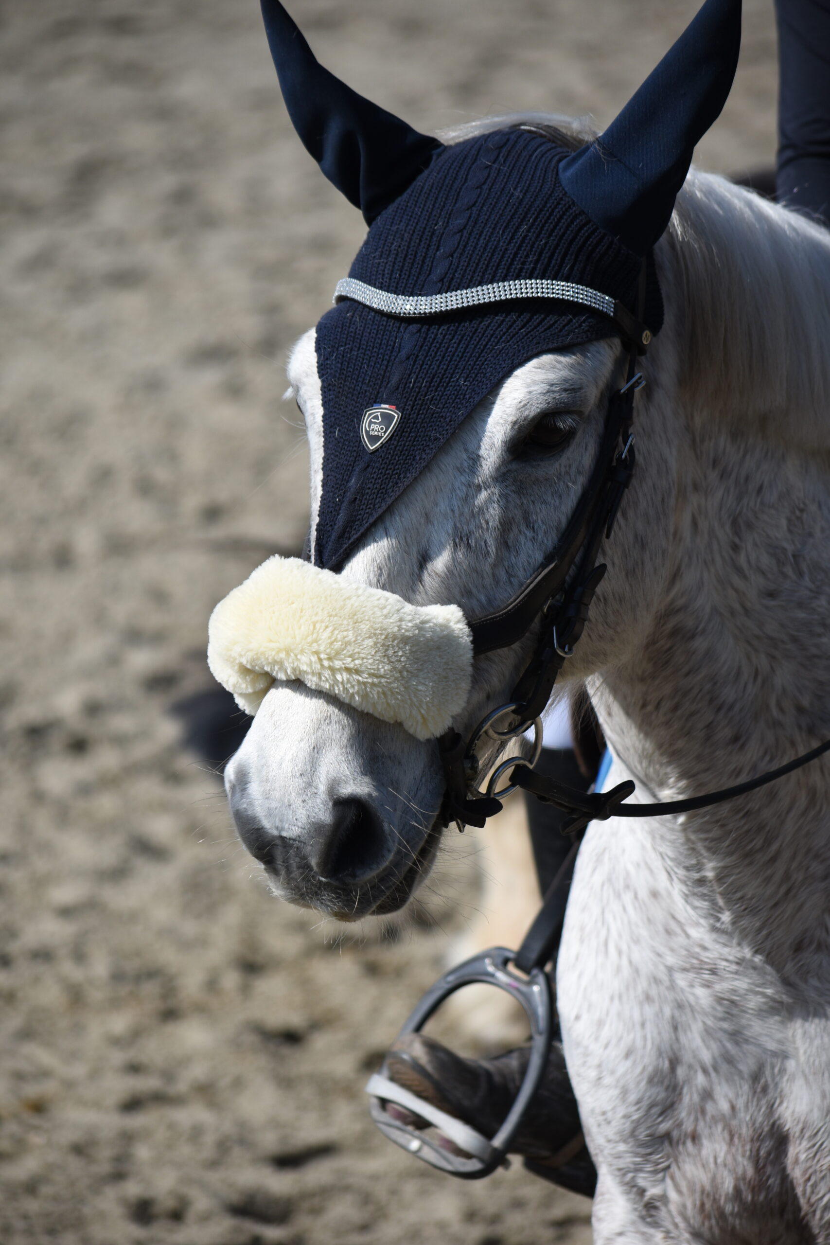 Courses hippiques 2026 Hippodrome de Vannes