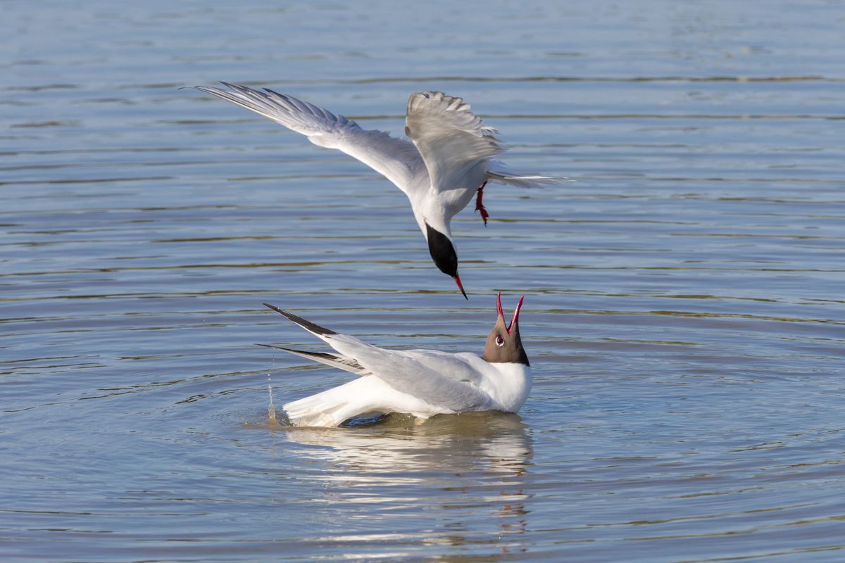 Sortie - Atelier:  Photographier les oiseaux