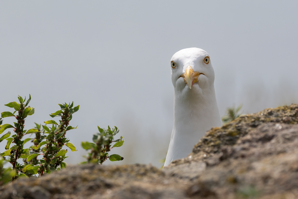 Regard capturé